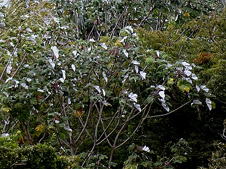 55. Santarem, Brazil