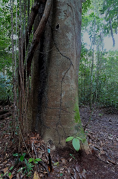 58a. Alter do Chao, Brazil_stitch