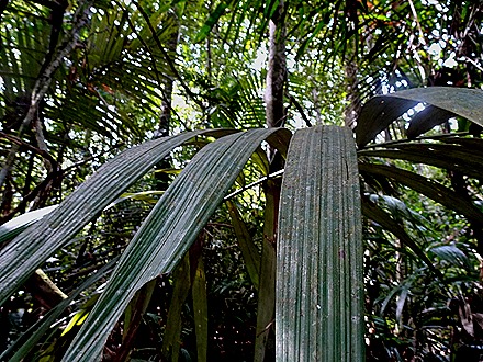 65. Manaus, Brazil (Day 2) 