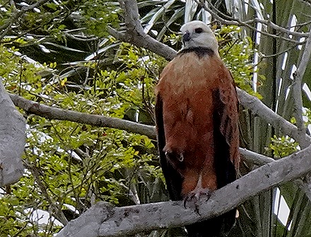 65. Santarem, Brazil