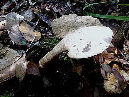 67. Manaus, Brazil (Day 2) 