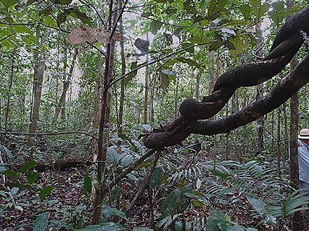 69. Alter do Chao, Brazil