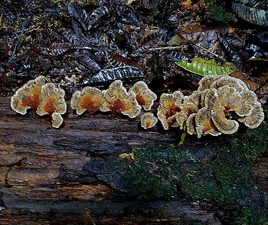 76. Alter do Chao, Brazil