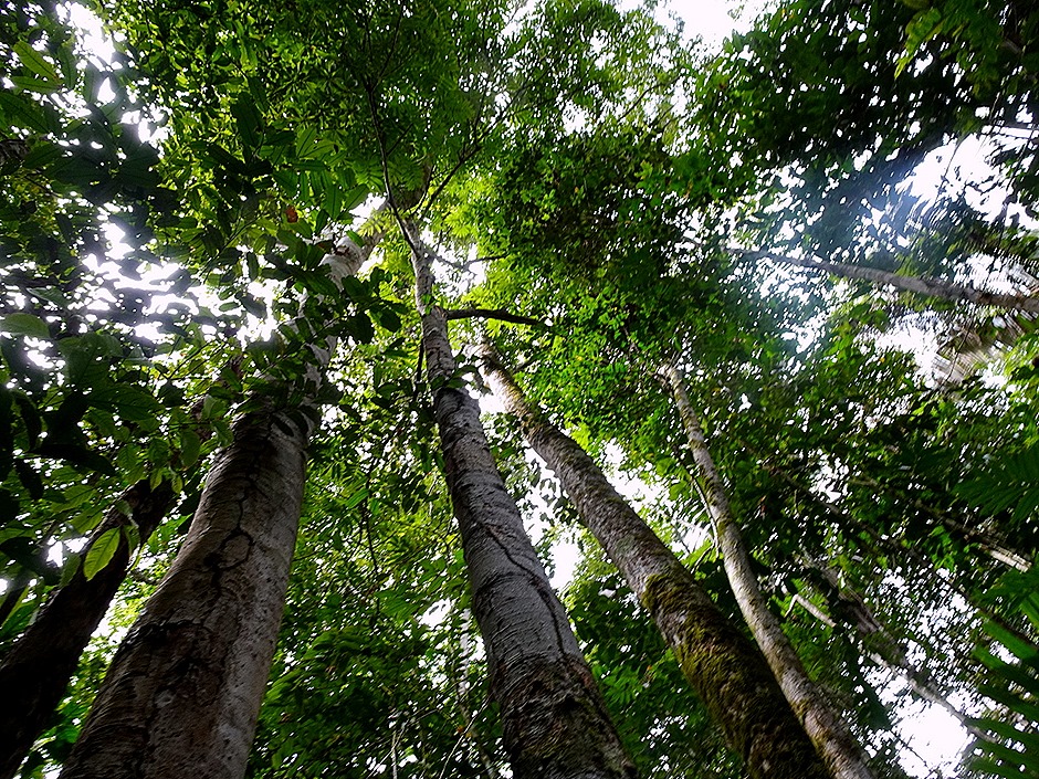 77. Manaus, Brazil (Day 2) 