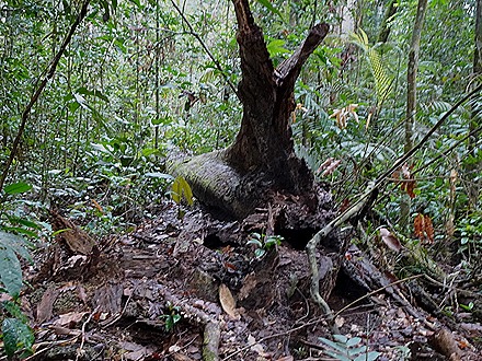 81. Alter do Chao, Brazil