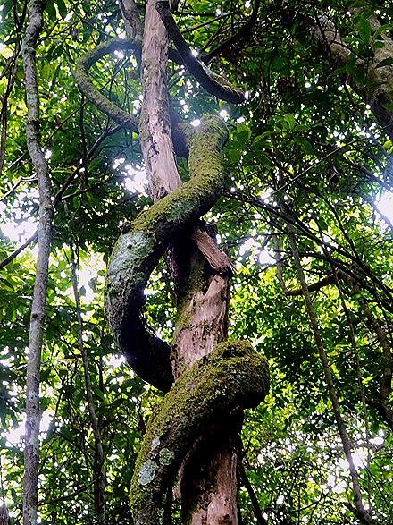 82. Manaus, Brazil (Day 2) 