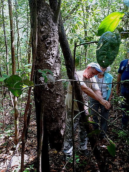 83. Manaus, Brazil (Day 2) 
