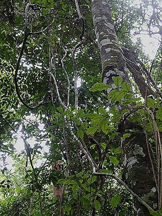 87. Alter do Chao, Brazil