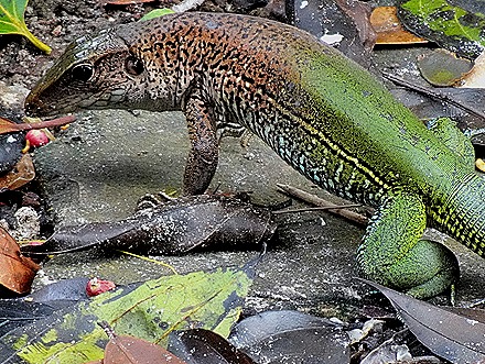 90. Manaus, Brazil (Day 2) 