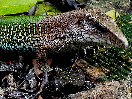 94. Manaus, Brazil (Day 2) 