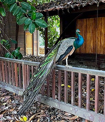 1. Devil's Island, French Guiana (Robert)_10218309841400744_5312771745109770240_n