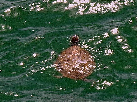 103. Devil's Island, French Guiana