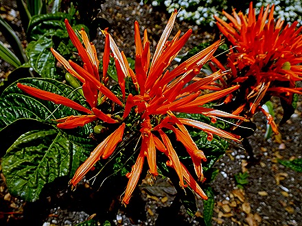 118. Bridgetown, Barbados