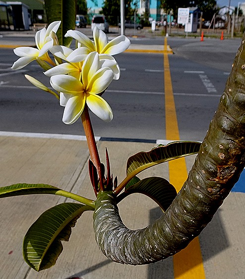 154. Bridgetown, Barbados