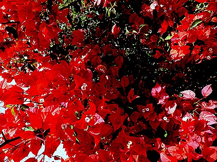 155. Bridgetown, Barbados