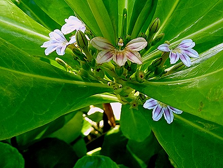 27. Port Elizabeth, Bequia, Grenadines
