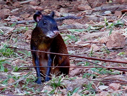 3. Devil's Island, French Guiana (Robert)