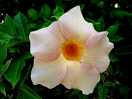 34. Port Elizabeth, Bequia, Grenadines