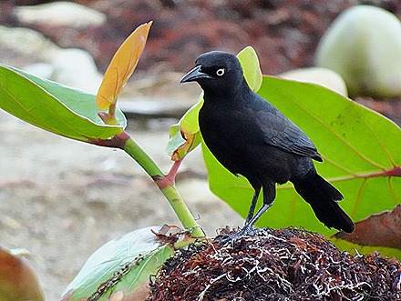 46. Bridgetown, Barbados