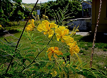 48. Port Elizabeth, Bequia, Grenadines