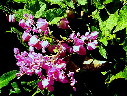 54. Port Elizabeth, Bequia, Grenadines