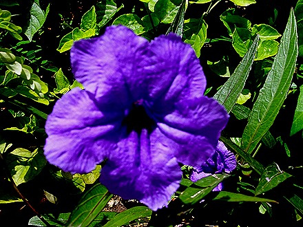 61. Port Elizabeth, Bequia, Grenadines