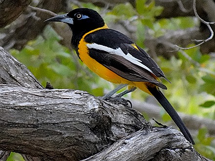 70. Willemstadt, Curacao