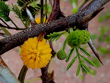 83. Willemstadt, Curacao