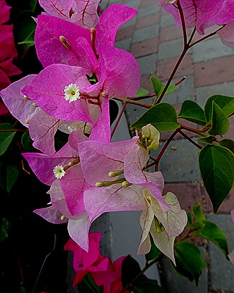 27. Orangestadt, Aruba