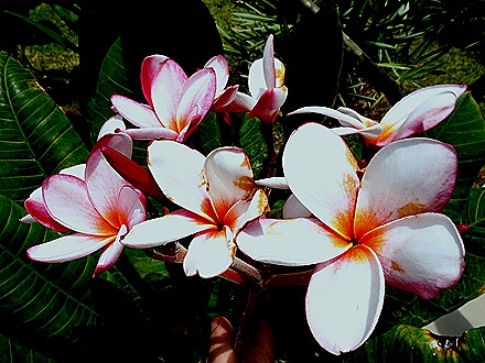 30. Orangestadt, Aruba