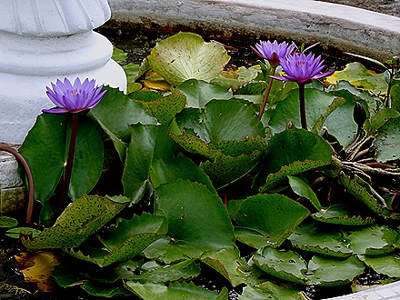 31. Orangestadt, Aruba