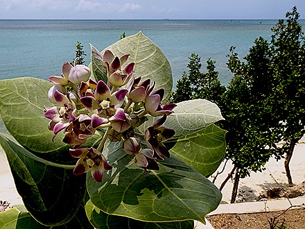 47. Orangestadt, Aruba