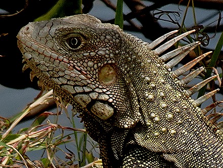 56a. Orangestadt, Aruba