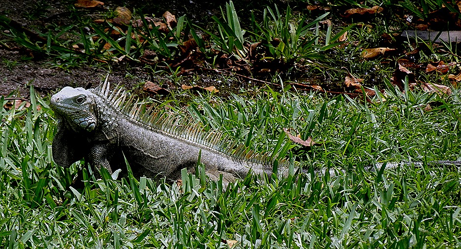 60. Orangestadt, Aruba