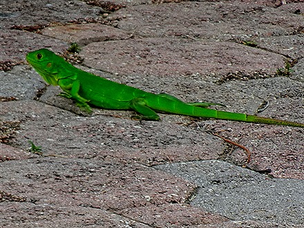 64. Orangestadt, Aruba