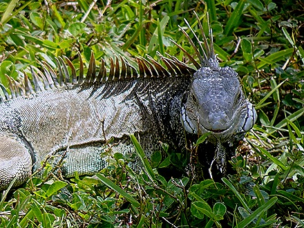 66. Orangestadt, Aruba