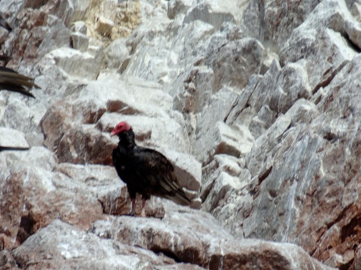 51 Red headed bird (perhaps a vulture)