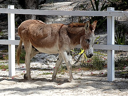 10. 2022, 03-26  Half Moon Cay, Bahamas