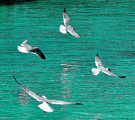 102. 2022, 04-01  Krejelijk, Bonaire (2)