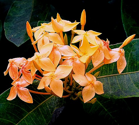 18. 2022, 03-221  Roseau, Dominica