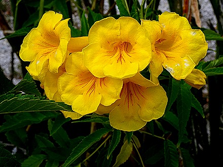 2. 2022, 03-19 Philipsburg, St Maarten