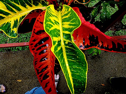 21. 2022, 03-221  Roseau, Dominica