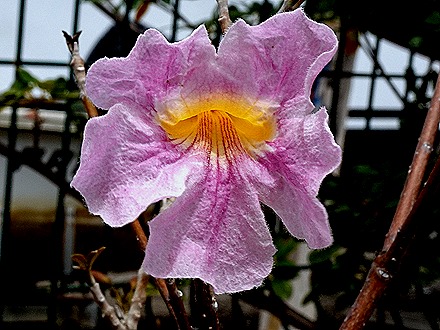 22. 2022, 03-19 Philipsburg, St Maarten