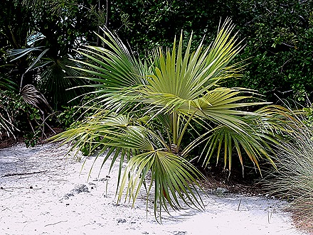 23. 2022, 03-26  Half Moon Cay, Bahamas