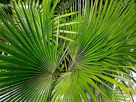 24. 2022, 03-26  Half Moon Cay, Bahamas