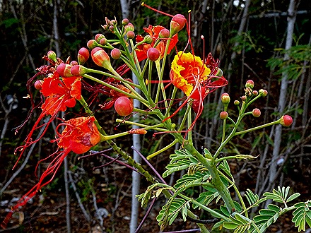 26. 2022, 03-19 Philipsburg, St Maarten
