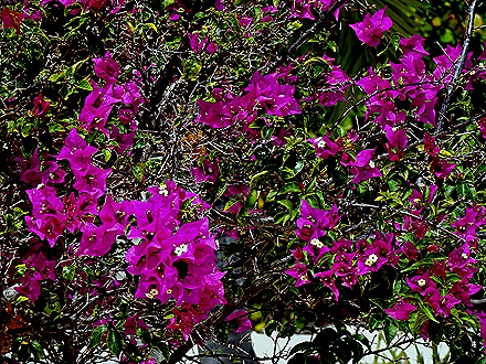 28. 2022, 03-26  Half Moon Cay, Bahamas