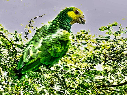 31. 2022, 04-01  Krejelijk, Bonaire-gigapixel-low_res-scale-4_00x-SharpenAI-Motion