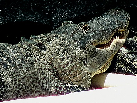 35. 2022, 03-27  Ft Lauderdale, Florida