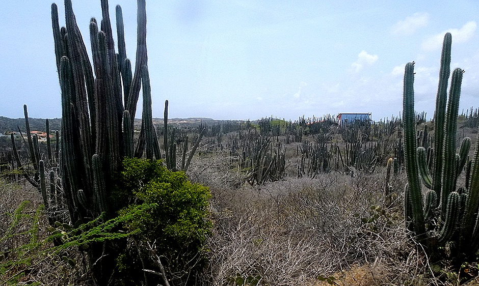 37. 2022, 04-03  Oranjestad, Aruba